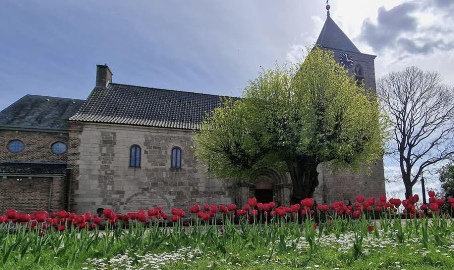 Tulips bloom in honour of airborne forces 