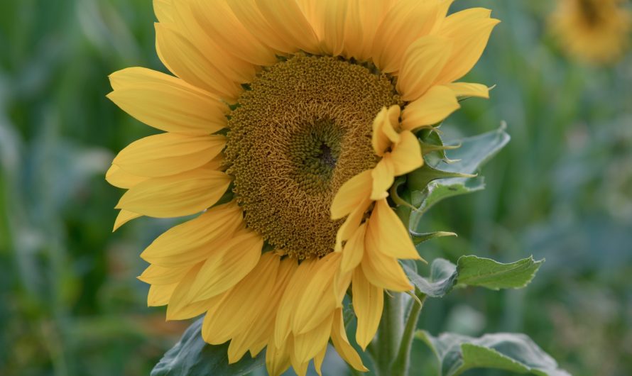 Images – 13 August 2020