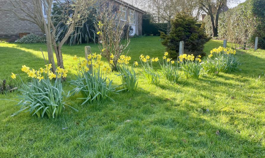 Early Daffodils!