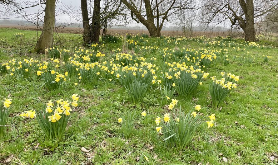 Early Daffodils!
